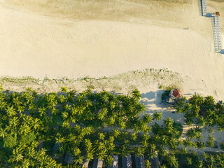 The coconut groves of Dongjiao in Wenchang, Hainan, on a summer evening.