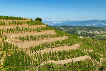 Terraced vineyards growing grapes on hillside in Crozes Hermitage