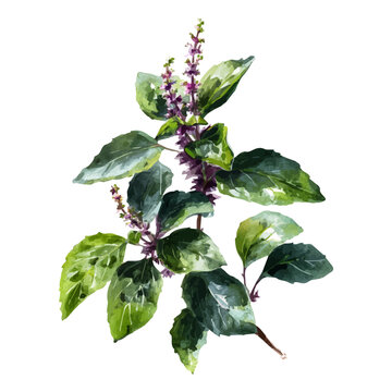 Watercolor painting of Tulsi, vector illustration, isolated on white background.