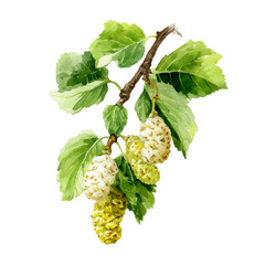 White Mulberry in watercolor style, vector illustration, isolated on white background.