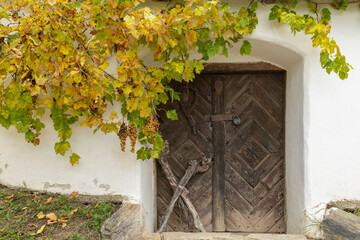 Old wooden wine cellar door with autumn grapevines in Zellerndorf