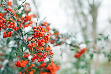 Winter rowan tree close-up. Groups of bright red berries, mountain ash, in the ice, covered in ice. branch of red rowan in winter in snow. place for text. red berries, autumn season