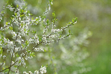 Twig of flowering blackthorn, in spring. white flowers, natural floral background. delicate spring flowers. flowering tree. branches in the garden, a bush in flowering season. beauty of nature