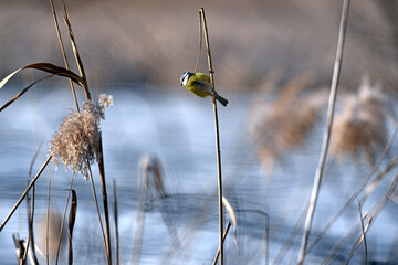 A tit sits on a reed stalk. A cute blue tit in the nature habitat. Cyanistes caeruleus. A titmouse sits on a reed on a winter day, close-up. a wild bird searching for food © Oleksandr Filatov