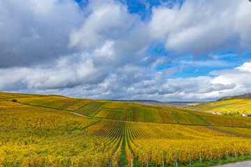 Autumn grape harvest season in Champagne vineyards