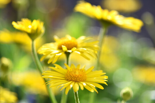 yellow chamomile flowers close up. Doronicum orientale. Yellow flowers with long petals, on a sunny day. a flowering flower bed in spring or summer. blooming season, wild flower, beauty in nature