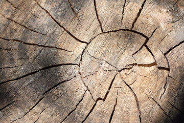 Fototapeta premium Wooden texture old boards. vertical, vintage boards. Stylish background for presentations and text. Abstract texture of old boards. the wood is destroyed. wood texture. knots, imperfect surface