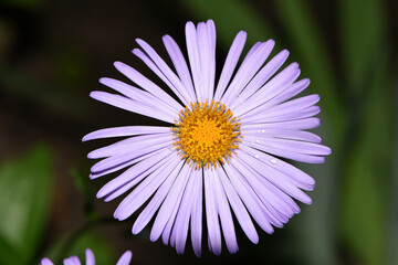 Obraz premium blue chamomile flowers. chamomile with drops after rain, morning dew, moisture on the petals. Beautiful blue flower on a blurred background. delicate purple chamomile with yellow pollen in the center