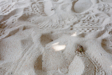 Hermit Crab Walking Across Sunlit White Sand Beach