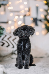 Toy Poodle sitting gracefully on soft carpet, surrounded by festive decorations and warm glowing lights, capturing a cozy holiday atmosphere