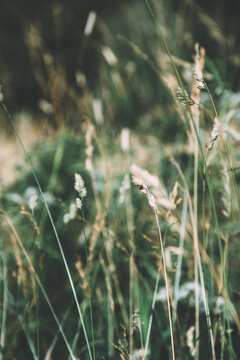 Abstract view of meadow grass with soft focus and gentle colors, ideal as a natural and calming background.