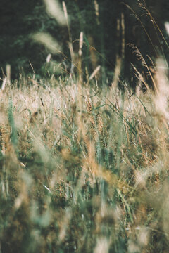 Sunlit meadow grass gently moving in a summer field, warm tones and peaceful rural atmosphere.