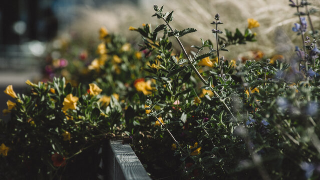 Yellow flowering plants growing in an urban garden, soft sunlight and shallow depth of field creating a calm summer atmosphere.