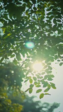 B roll - Green leaves forest in spring morning sunlight, Bright green trees leaves sway in wind, Sun rays break through fresh foliage branch. Bokeh background. Sun shining.