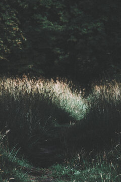 Narrow grass path through tall meadow grass, soft light and moody atmosphere, natural and dreamy landscape.