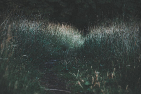 Soft focus view of meadow grass with gentle light and shallow depth of field, abstract natural background.