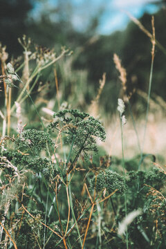 Wild meadow plants and grasses growing naturally, soft summer light and shallow depth of field creating a calm rural atmosphere.