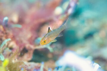 Frostfin Cardinalfish in the Lembeh Strait, Sulawesi, Indonesia
