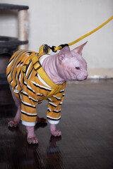 a cute, hairless Canadian Sphynx cat wearing a yellow striped shirt and a harness, standing on the...