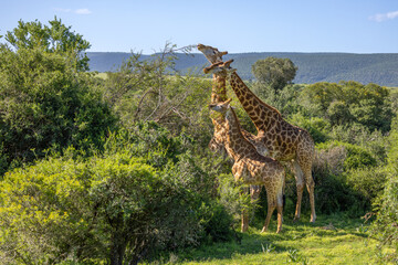 A tower of giraffe with calfs ( Giraffa Camelopardalis), Shamwari Private Game Reserve, South Africa.