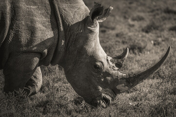 Head of a female white rhinoceros (Ceratotherium simum), Shamwari Private Game Reserve, South Africa. © Gunter