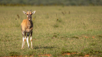 A newborn blesbok or blesbuck (Damaliscus pygargus phillipsi) is a subspecies of the bontebok...