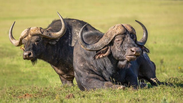 Male cape buffalo ( Syncerus caffer) lie in a meadow, Shamwari Private Game Reserve, South Africa.