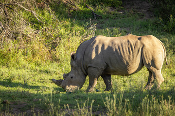 Fototapeta premium A white rhinoceros (Ceratotherium simum), Shamwari Private Game Reserve, South Africa.