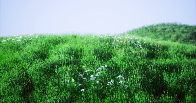 Rolling green hills showcase lush grass interspersed with delicate wildflowers under a bright blue sky. A serene landscape invites relaxation and enjoyment of natures beauty.