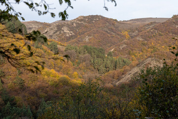 Fototapeta premium Mountain hills with autumn trees and colorful foliage