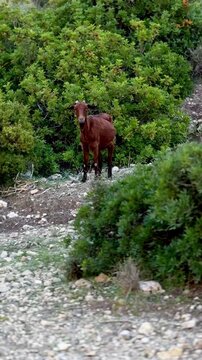 Female Mallorcan Wild Goat (Boc Balear) Grazing on Shrubs in Majorca