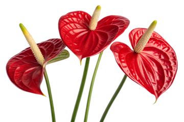 Anthurium Blossoms: Exquisite anthurium flowers showcase their vibrant red heart-shaped spathes, and elegant spadix against a pure backdrop, expressing the essence of refined beauty.