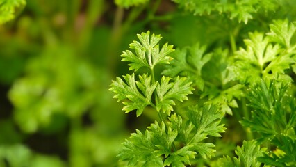 Parsley growing in the garden.