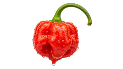 Vibrant red chili pepper covered in fresh water droplets on a deep black background