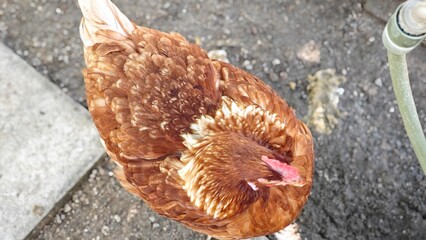 Brown hen in the cage.