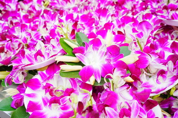 Orchid Flower and Offerings at Temple - 蘭の花 お寺のお供え物 