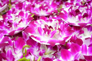Orchid Flower and Offerings at Temple - 蘭の花 お寺のお供え物 