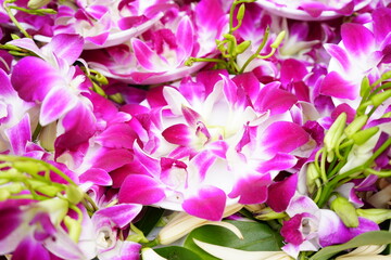 Orchid Flower and Offerings at Temple - 蘭の花 お寺のお供え物 