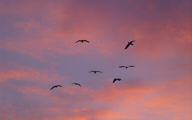 birds flying in the sky