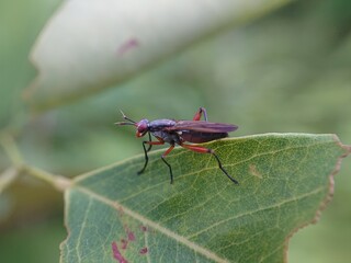 red fly (snail killing fly)