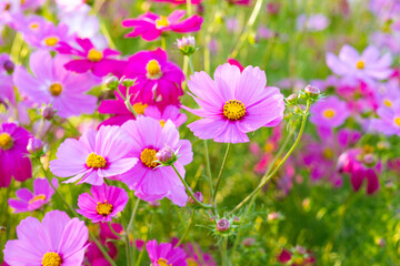 Obraz premium A group of beautiful pink cosmos flower bloom with golden sunlight.