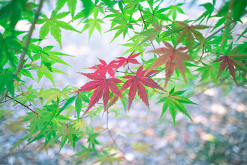 紅葉したもみじ