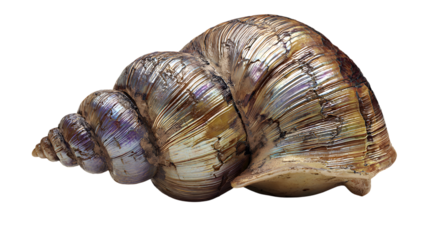 A large snail shell with iridescent surface and detailed spiral structure on a black background isolated on white background