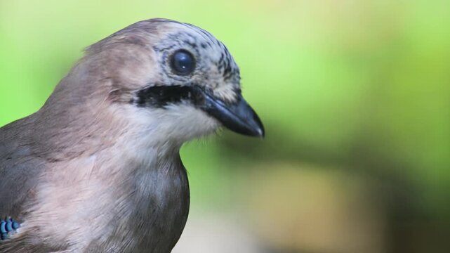 Eurasian jay, Garrulus glandarius, close up, on a brunch, bird, Vercelli, Italy