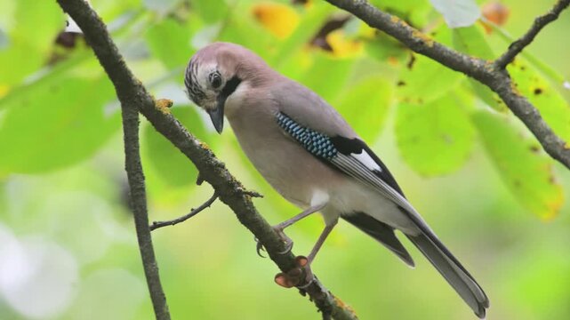 Eurasian jay, Garrulus glandarius, close up, on a brunch, bird, Vercelli, Italy