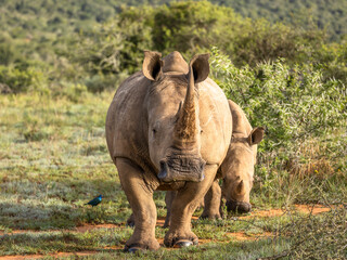 Fototapeta premium A female white rhinoceros with calf (Ceratotherium simum), Shamwari Private Game Reserve, South Africa.