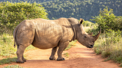 Obraz premium A female white rhinoceros (Ceratotherium simum), Shamwari Private Game Reserve, South Africa.