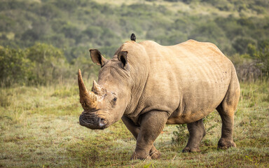 Fototapeta premium A female white rhinoceros (Ceratotherium simum), Shamwari Private Game Reserve, South Africa.