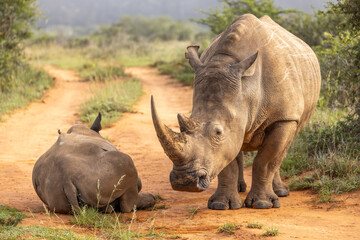 Obraz premium A female white rhinoceros with calf (Ceratotherium simum), Shamwari Private Game Reserve, South Africa.