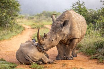 A female white rhinoceros with calf (Ceratotherium simum), Shamwari Private Game Reserve, South Africa.